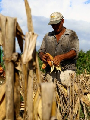 Cosecha de postrera dejará 1.2 millones de quintales de frijol