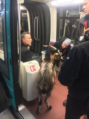 Hombre vio una cabra, se la robó y la montó en un tren en Francia