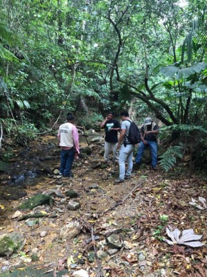 Avistan a felinos en El Merendón