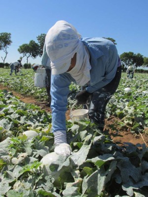 Esperan cifras récords en la temporada melonera