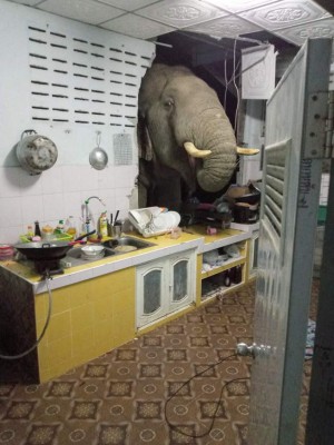 Un elefante se viraliza por 'cocinar' con una familia tailandesa