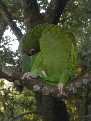 Identifican en México una nueva especie de loro de plumaje azul
