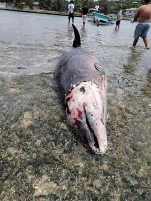 Encuentran una ballena muerta en Roatán, Islas de la Bahía