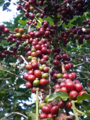 Brasil empuja a la baja precio del café