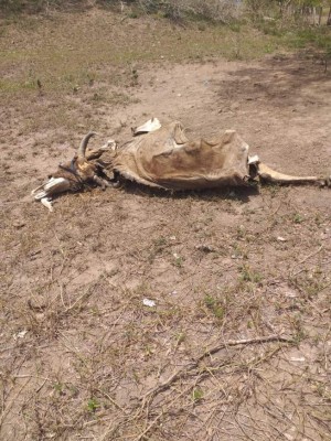 Productores demandan decretar emergencia nacional por la sequía