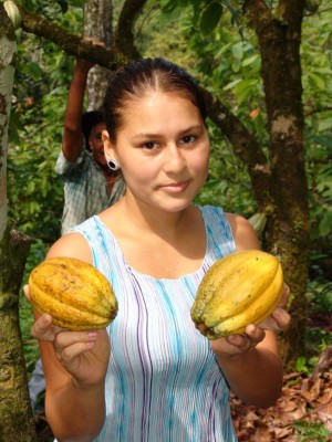 Persiste la demanda insatisfecha de cacao