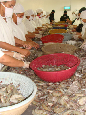 En riesgo exportación de camarón hondureño hacia la UE