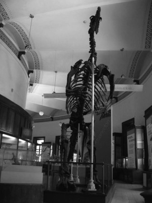 Encuentran dinosaurio gigante en Argentina