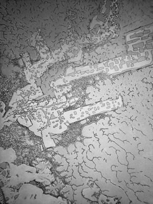 Ver lágrimas con un microscopio revela increíbles hechos