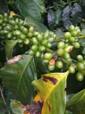 Cafetaleros prevén exportación récord de 7.2 millones de quintales