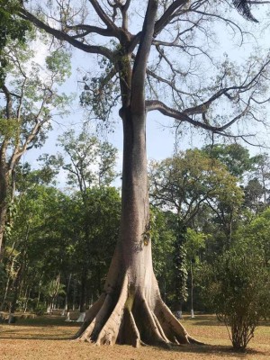 Mico Quemado, belleza natural: refugio de fauna y vida silvestre
