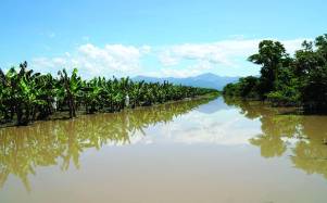 Plantaciones de banano y casas inundadas es el panorama en los campos bajos de La Lima donde grandes tramos de bordos están destruidos y el agua del Chamelecón y el Ulúa entra rápidamente. Esto obliga a cientos de familias a permanecer en albergues. Ayer, en el bulevar de La Lima, el cuerpo de Lesly Cruz era velado por sus parientes.