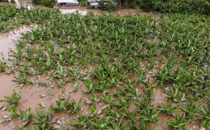 Más de 430 hectáreas de cultivos de banano están anegadas por las inundaciones.