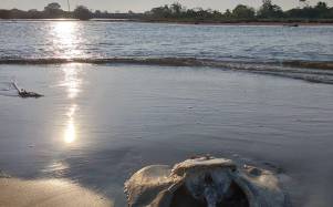 Luego del paso del primer frente frío de la temporada registrado en la semana del 22 de octubre, una mantarraya apareció muerta en la franja donde desemboca el río Cuyamel.