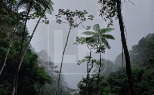 Sus bosques húmedos, cascadas y fauna endémica hacen al Parque Nacional Cusuco (Panacu) una reserva de altísimo valor y belleza. Fotos: Moisés Valenzuela y Jessica Figueroa.