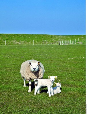 Un recorrido por las islas de Holanda