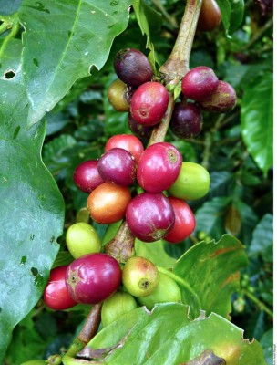 Pereira: Belleza, tradición y café