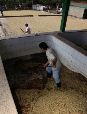 Por tráfico de café Honduras deja de percibir 3,000 millones