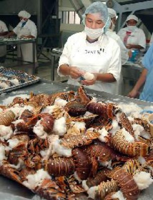 Honduras sobreexplota la pesca de langosta