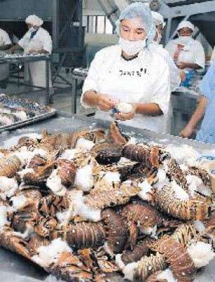 Decomisan 757 libras de caracol gigante y langosta