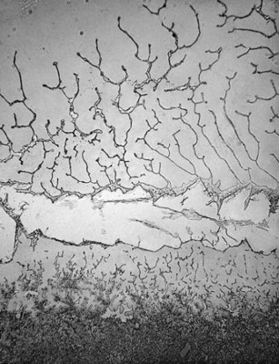 Ver lágrimas con un microscopio revela increíbles hechos