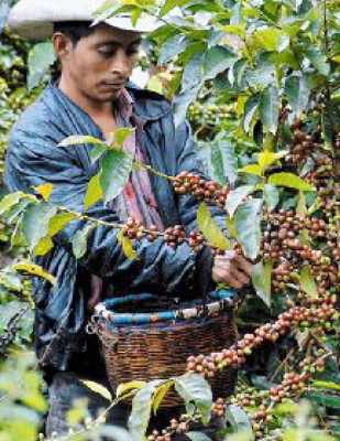 Café tiene trato especial en TLC con Colombia