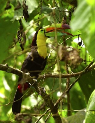 Cuatro encantadores destinos hondureños que lo enamorarán