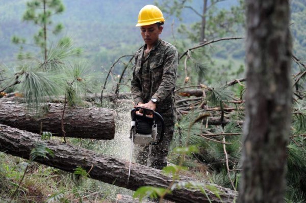 Los militares trabajan en la tala de los árboles dañados por el gorgojo.