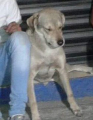 Detienen a un perro y tres jóvenes por supuesto robo en México