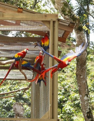 Algarabía en Copán tras liberación de 12 guaras rojas