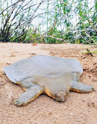 Encuentran tortuga blanda