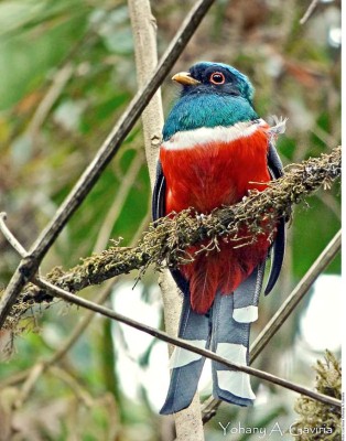 Pereira: Belleza, tradición y café