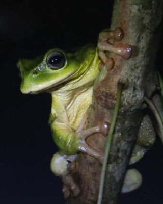 Ranas endémicas a punto de desaparecer en el Parque Nacional El Cusuco