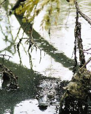 Cocodrilos atemorizan en 2 colonias