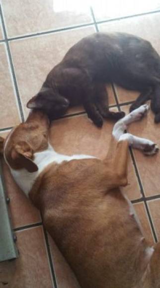 Las mascotas de Dyna Morán durmiendo la siesta.