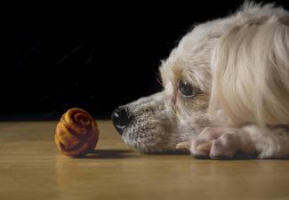 Imagen referencial sobre la negatividad de los perros ante el olor del estrés humano.