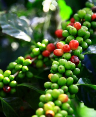 Caen divisas por café hondureño en 8.8%