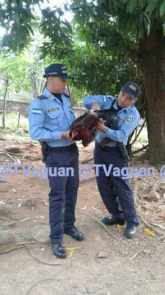 'Si me golpea al gallo lo mato', expresó el hombre indignado según reporta en su página de Facebook el canal local, TVAguán. <br/>