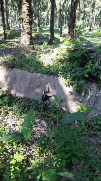 Son originarios de América Central y Sudamérica. En Honduras, habitan en regiones del oriente del país, sobre todo, en zonas como La Mosquitia. En 2015, biólogos internacionales confirmaron que la especie de oso hormiguero más grande del mundo habita territorio hondureño. 