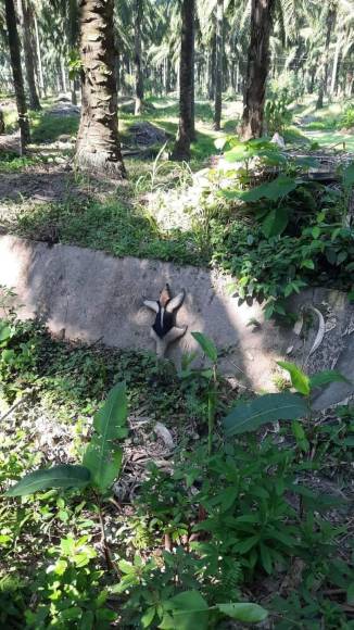 Los osos hormigueros también son llamados osos palmeros. 