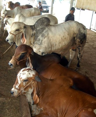Sobreexportación impide crecimiento de hatos
