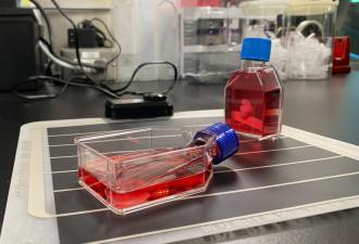 Vista de los parches de cardiomiocitos iPS en el laboratorio de la Universidad de Osaka donde el equipo de científicos del profesor Sawa lleva a cabo su investigación.