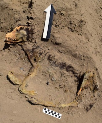 Photo released by peruvian archaeologist Monica Suarez of the remains of an over a thousand years old dog at the Inca archaeological site of Sechin in Casma province, northern Peru, on August 28, 2019. - The dog was found in a ceremonial temple of Sechin in Ancash region, archaeologist Monica Suarez informed on October 5, 2019. (Photo by HO / Monica Suarez / AFP) / RESTRICTED TO EDITORIAL USE - MANDATORY CREDIT 'AFP PHOTO / HO / MONICA SUAREZ ' - NO MARKETING NO ADVERTISING CAMPAIGNS - DISTRIBUTED AS A SERVICE TO CLIENTS