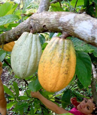 Mico Quemado, belleza natural: refugio de fauna y vida silvestre