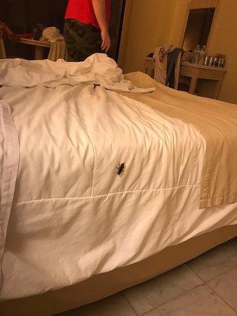 Anciana fue devorada por cucarachas en su cama: “Estaba pegada”