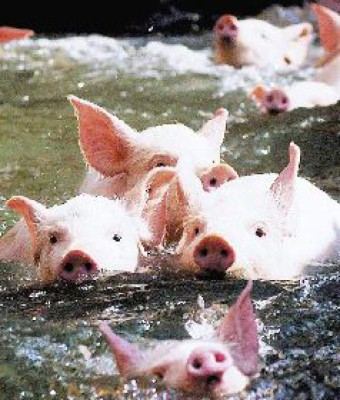 Limpios cerditos