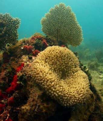 Descubren en Trujillo los arrecifes de coral más sanos del Caribe hondureño
