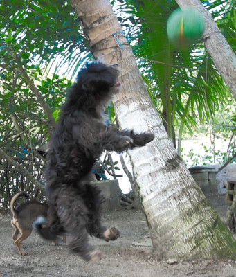 En la Isla de los Locos todos cuerdos