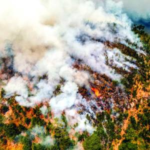 L2,900 millones costaría reforestar áreas quemadas