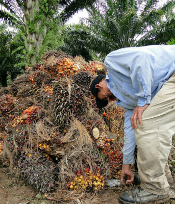 Con energía de desechos de palma moverán la industria en El Progreso